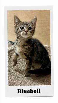 Bluebell -  Domestic Short Hair Cat for Adoption in Caistor Centre, Ontario - Bluebell | PetCurious