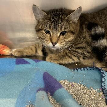 Rescue Domestic Short Hair Cats for Adoption in Kansas City, Missouri - Xander | PetCurious