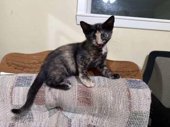 Amber -  Domestic Short Hair Cat for Adoption in Bossier City, Louisiana - Amber | PetCurious