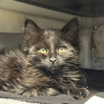 Domestic Short Hair Cats Available for Adoption in Las Vegas, Nevada - PANTHER | PetCurious