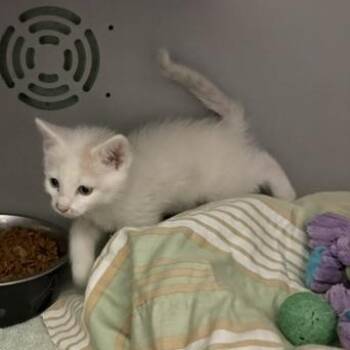 Smudge -  Domestic Short Hair Cat for Adoption in Honesdale, Pennsylvania - Smudge | PetCurious