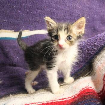 Bagel -  Siamese Cat for Adoption in New Braunfels, Texas - Bagel | PetCurious
