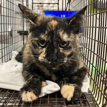 Cheyenne -  Domestic Short Hair Cat for Adoption in Las Cruces, New Mexico - Cheyenne | PetCurious