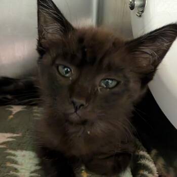 Bastet -  Domestic Short Hair Cat for Adoption in Sonoma, California - Bastet | PetCurious
