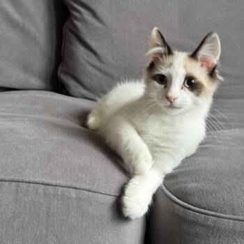 Huey -  Snowshoe Cat for Adoption in San Francisco, California - Huey | PetCurious