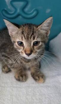 Domestic Short Hair Cats Available for Adoption in Honolulu, Hawaii - Nita | PetCurious