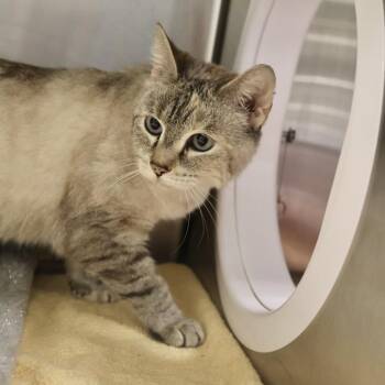 Domestic Short Hair Cats Available for Adoption in Briarcliff Manor, New York - Ashley | PetCurious