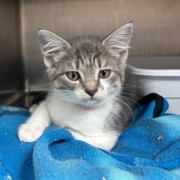 Domestic Short Hair Cats Available for Adoption in Lakeland, Florida - Caboose | PetCurious