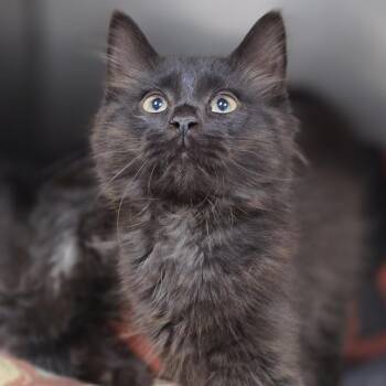 Domestic Long Hair Cats Available for Adoption in Pittsford, Vermont - Frittata | PetCurious