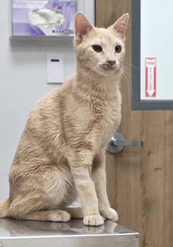 Domestic Short Hair and Tabby Cats Available for Adoption in Chandler, Arizona - Jasper Sunfire | PetCurious