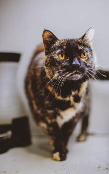 Rescue Domestic Short Hair Cats for Adoption in Marana, Arizona - Mama | PetCurious