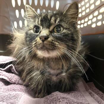 Domestic Long Hair Cats Available for Adoption - Angel | PetCurious