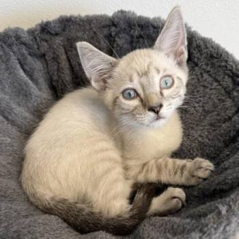 Nightfall -  Siamese and Domestic Short Hair Cat for Adoption in Venice, Florida - Nightfall | PetCurious