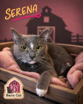 Serena:  Barn Cat (FCID# 08/03/2025-141) -  Tuxedo Cat for Adoption in Greenville, Delaware - Serena:  Barn Cat (FCID# 08/03/2025-141) | PetCurious