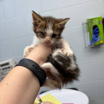 Credit -  Domestic Short Hair Cat for Adoption in Parkersburg, West Virginia - Credit | PetCurious