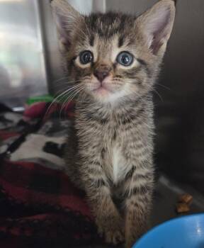Sam Manson -  Domestic Short Hair Cat for Adoption in Cleveland, Tennessee - Sam Manson | PetCurious