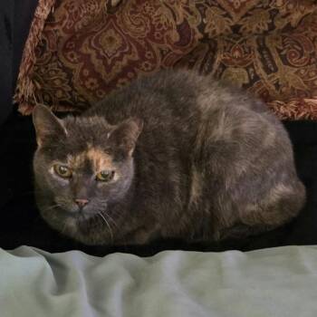 Domestic Short Hair Cats Available for Adoption in Norman, Oklahoma - Meowma | PetCurious