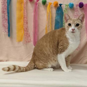 Pistachio -  Domestic Short Hair Cat for Adoption in Lake Jackson, Texas - Pistachio | PetCurious