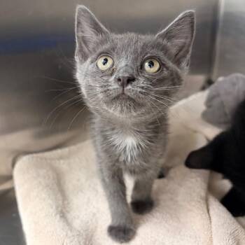 Domestic Short Hair Cats Available for Adoption in Spokane, Washington - Ariel | PetCurious