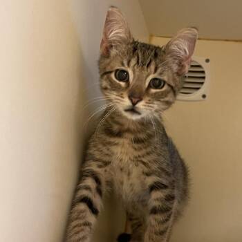 Big Bird -  Domestic Short Hair Cat for Adoption in Norman, Oklahoma - Big Bird | PetCurious