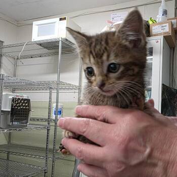 Electabuzz -  Domestic Short Hair Cat for Adoption in Green Forest, Arkansas - Electabuzz | PetCurious
