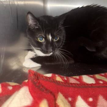 Domestic Short Hair Cats Available for Adoption - Budah | PetCurious