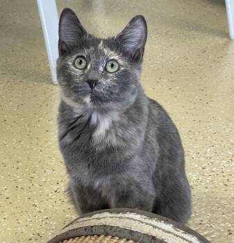 Rescue Domestic Short Hair and Dilute Tortoiseshell Cats for Adoption in Glendale, Arizona - Chip | PetCurious