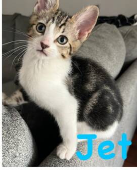 Jet -  Domestic Short Hair Cat for Adoption in Vancouver, Washington - Jet | PetCurious