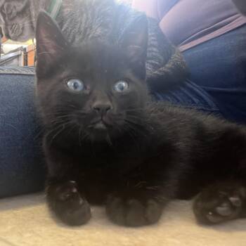 Leo -  Domestic Short Hair Cat Available for Adoption in Pasco, Washington - Leo | PetCurious