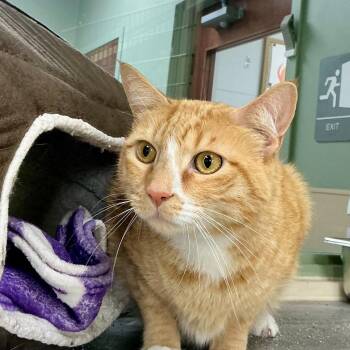 Lox -  Domestic Short Hair Cat for Adoption in State College, Pennsylvania - Lox | PetCurious