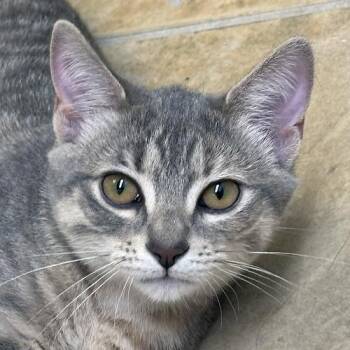Meli -  Domestic Short Hair Cat for Adoption in Crystal Lake, Illinois - Meli | PetCurious