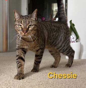 Domestic Short Hair Cats Available for Adoption in Longwood, Florida - Chessie | PetCurious