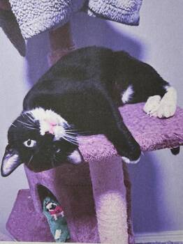 Domestic Short Hair Cats Available for Adoption - Fancy | PetCurious