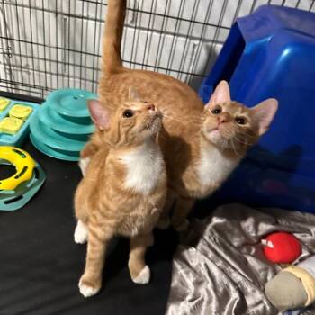 Bert -  Domestic Short Hair Cat for Adoption in Greensburg, Pennsylvania - Bert | PetCurious