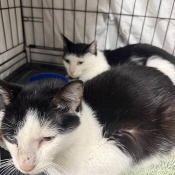 Rescue Domestic Short Hair Cats for Adoption in Normal, Illinois - Universe | PetCurious