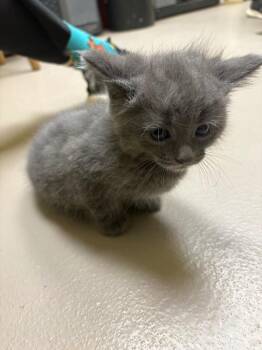 Bean -  Domestic Short Hair Cat for Adoption in Crossville, Tennessee - Bean | PetCurious
