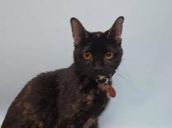 Charlee -  Domestic Short Hair Cat for Adoption in Woodbury, Minnesota - Charlee | PetCurious