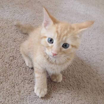 Butter -  Domestic Medium Hair Cat for Adoption in Riverside, California - Butter | PetCurious
