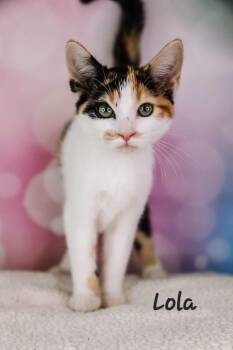 Lola -  Domestic Short Hair Cat for Adoption in Ashland, Kentucky - Lola | PetCurious
