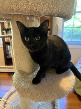 Tabitha -  Domestic Short Hair Cat for Adoption in Duxbury, Massachusetts - Tabitha | PetCurious