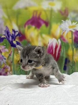 Domestic Short Hair Cats Available for Adoption in San Antonio, Texas - Hibachi | PetCurious