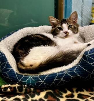Graham Cracker -  Domestic Medium Hair Cat for Adoption in Suffolk, Virginia - Graham Cracker | PetCurious