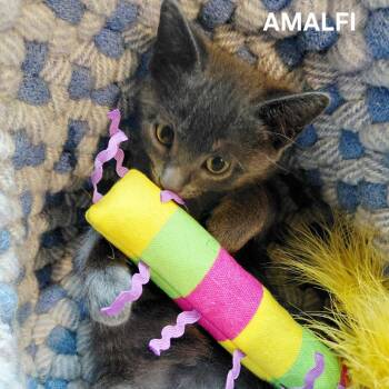 Amalfi -  Domestic Short Hair Cat for Adoption in East Hanover, New Jersey - Amalfi | PetCurious