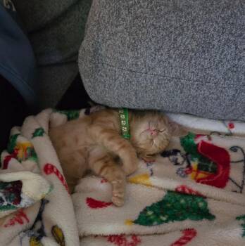 Kevin -  Domestic Short Hair Cat for Adoption in Minneapolis, Minnesota - Kevin | PetCurious