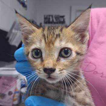 Cheeto -  Domestic Short Hair Cat for Adoption in Summerville, South Carolina - Cheeto | PetCurious