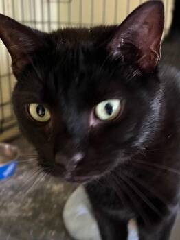 Spritz -  Domestic Short Hair Cat for Adoption - Spritz | PetCurious