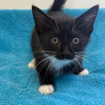 Biscuit -  Domestic Short Hair Cat for Adoption in Houston, Texas - Biscuit | PetCurious