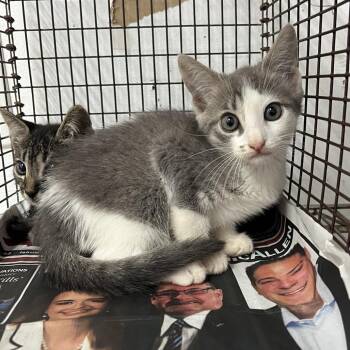Genica -  Domestic Short Hair Cat for Adoption in Edinburg, Texas - Genica | PetCurious