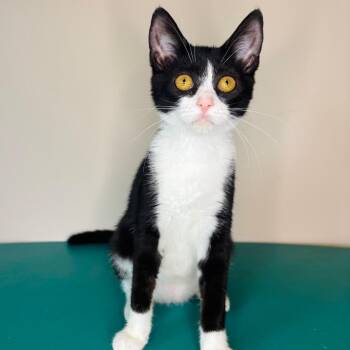 Laurie Partridge -  Domestic Short Hair Cat for Adoption in Woodbury, New Jersey - Laurie Partridge | PetCurious