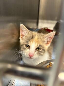 Pumpkin Spice -  Calico Cat for Adoption in Portland, Indiana - Pumpkin Spice | PetCurious